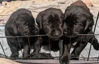 Tank, a male Labrador Retriever for sale in Evans Mills, NY – Photo 3 of 5