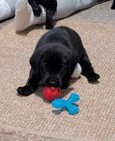 Tank, a male Labrador Retriever for sale in Evans Mills, NY – Photo 1 of 5