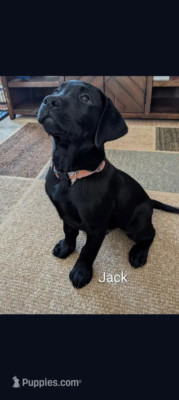 Jack  – Labrador Retriever puppy on hold in Evans Mills, NY