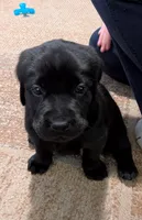 Chase , a male Labrador Retriever for sale in Evans Mills, NY – Photo 1 of 5