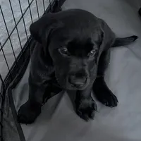 Billy , a male Labrador Retriever for sale in Evans Mills, NY – Photo 5 of 10