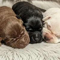 Billy , a male Labrador Retriever for sale in Evans Mills, NY – Photo 4 of 10