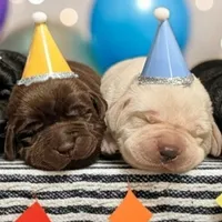 Billy , a male Labrador Retriever for sale in Evans Mills, NY – Photo 6 of 10