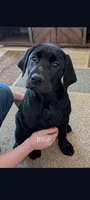 Billy , a male Labrador Retriever for sale in Evans Mills, NY – Photo 2 of 10