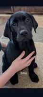 Billy , a male Labrador Retriever for sale in Evans Mills, NY – Photo 3 of 10