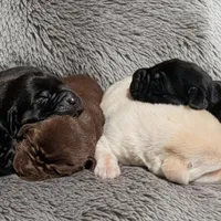 Billy , a male Labrador Retriever for sale in Evans Mills, NY – Photo 10 of 10