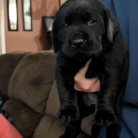 Billy , a male Labrador Retriever for sale in Evans Mills, NY – Photo 7 of 10
