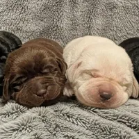 Billy , a male Labrador Retriever for sale in Evans Mills, NY – Photo 9 of 10