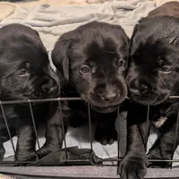 Billy , a male Labrador Retriever for sale in Evans Mills, NY – Photo 8 of 10