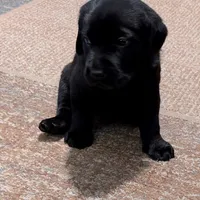 Billy , a male Labrador Retriever for sale in Evans Mills, NY – Photo 1 of 10