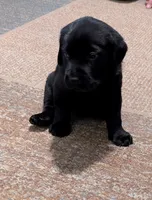 Tyson , a male Labrador Retriever for sale in Evans Mills, NY – Photo 1 of 8