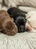 Mocha, a female Labrador Retriever for sale in Evans Mills, NY – Photo 2 of 6