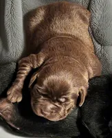 Mocha, a female Labrador Retriever for sale in Evans Mills, NY – Photo 1 of 6