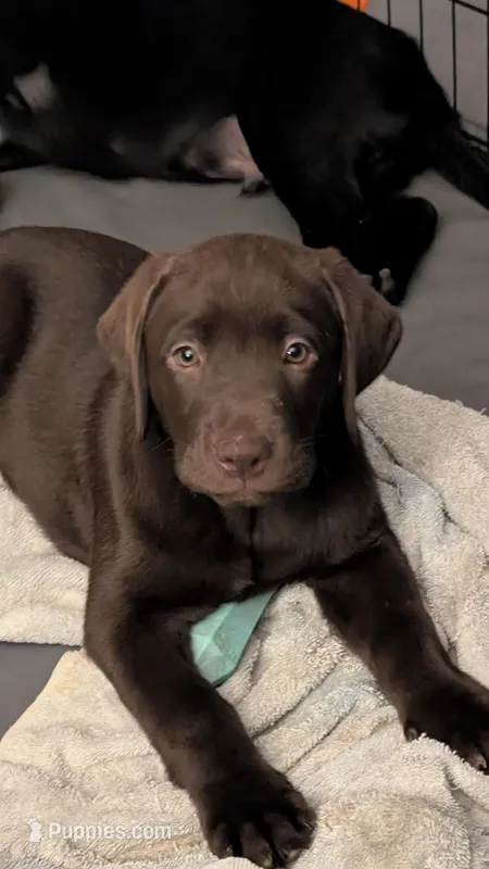 Sassy  – Labrador Retriever puppy for sale in Evans Mills, NY