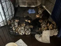 Bertha, a female Welsh Terrier and Standard Schnauzer for sale in Inman, SC – 4 of 5