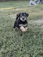 Grace, a female Welsh Terrier and Standard Schnauzer for sale in Inman, SC – 2 of 7
