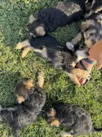 Bertha, a female Welsh Terrier and Standard Schnauzer for sale in Inman, SC – 3 of 5