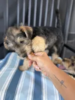 Henry, a male Welsh Terrier and Standard Schnauzer for sale in Inman, SC – 6 of 7