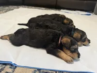Grace, a female Welsh Terrier and Standard Schnauzer for sale in Inman, SC – 3 of 7