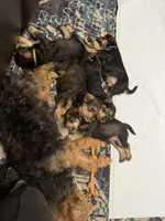Henry, a male Welsh Terrier and Standard Schnauzer for sale in Inman, SC – 5 of 7