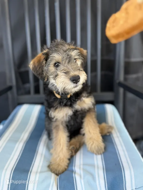 Henry, a male Welsh Terrier and Standard Schnauzer for sale in Inman, SC – 1 of 7