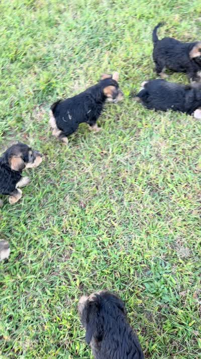 Henry, a male Welsh Terrier and Standard Schnauzer for sale in Inman, SC – 4 of 7