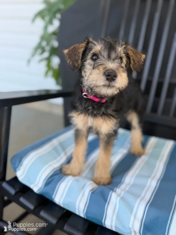 Bertha, a female Welsh Terrier and Standard Schnauzer for sale in Inman, SC – 1 of 5