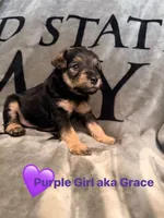 Grace, a female Welsh Terrier and Standard Schnauzer for sale in Inman, SC – 5 of 7