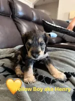 Henry, a male Welsh Terrier and Standard Schnauzer for sale in Inman, SC – 2 of 7