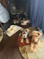 Grace, a female Welsh Terrier and Standard Schnauzer for sale in Inman, SC – 7 of 7
