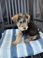 Grace, a female Welsh Terrier and Standard Schnauzer for sale in Inman, SC – 1 of 7