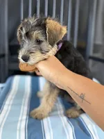 Grace, a female Welsh Terrier and Standard Schnauzer for sale in Inman, SC – 6 of 7