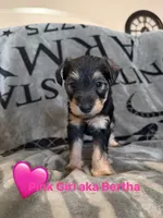 Bertha, a female Welsh Terrier and Standard Schnauzer for sale in Inman, SC – 2 of 5