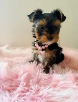 Stormie, a female Yorkshire Terrier for sale in Bronx, NY – Photo 2 of 5