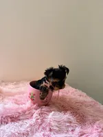 Stormie, a female Yorkshire Terrier for sale in Bronx, NY – Photo 4 of 5