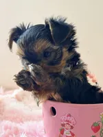 Stormie, a female Yorkshire Terrier for sale in Bronx, NY – Photo 3 of 5