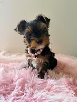 Stormie, a female Yorkshire Terrier for sale in Bronx, NY – Photo 5 of 5