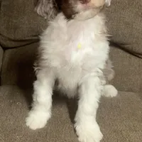 Teddy, a male Aussiedoodle for sale in Red House, WV – Photo 1 of 4