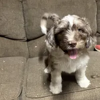Teddy, a male Aussiedoodle for sale in Red House, WV – Photo 3 of 4
