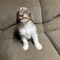 Teddy, a male Aussiedoodle for sale in Red House, WV – Photo 4 of 4