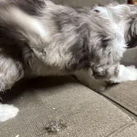 Teddy, a male Aussiedoodle for sale in Red House, WV – Photo 2 of 4