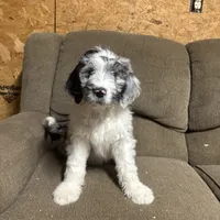 Finn, a male Aussiedoodle for sale in Red House, WV – Photo 3 of 4