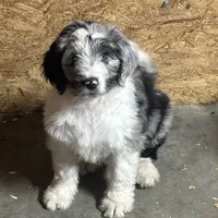 Finn, a male Aussiedoodle for sale in Red House, WV – Photo 2 of 4