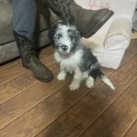 Finn, a male Aussiedoodle for sale in Red House, WV – Photo 4 of 4