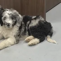 Finn, a male Aussiedoodle for sale in Red House, WV – Photo 1 of 4