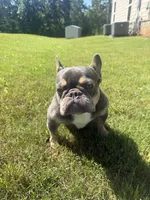 Chyna, a female French Bulldog for sale in McDonough, GA – 9 of 10