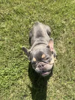 Chyna, a female French Bulldog for sale in McDonough, GA – 8 of 10