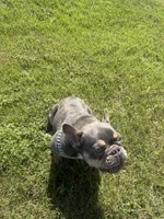 Chyna, a female French Bulldog for sale in McDonough, GA – 2 of 10