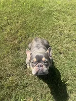 Chyna, a female French Bulldog for sale in McDonough, GA – 7 of 10