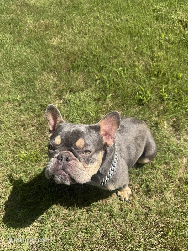 Chyna – French Bulldog puppy for sale in McDonough, GA